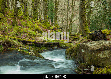 Au début du printemps à Venford Brook, Dartmoor National Park, Devon, Angleterre. Banque D'Images