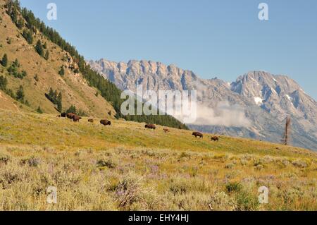 Vue panoramique de bisons (buffalo), des montagnes et de l'armoise Bretagne France Banque D'Images