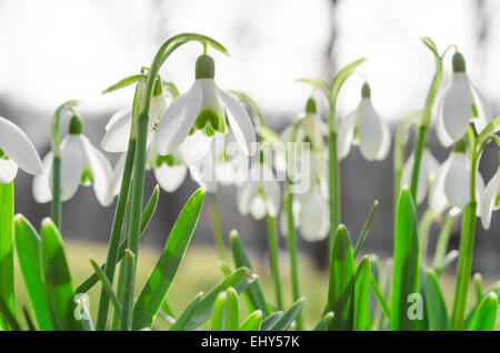 Belle fleur de printemps ensoleillée de snowdros ou galanthus sur glade Alpes Banque D'Images