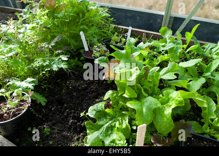 Carmarthenshire, Pays de Galles, Royaume-Uni. 18 mars 2015. Sunshine comble une serriculture biologique de laitues et de semis de laitue dans un jardin sur un matin de printemps chaud et ensoleillé à l'ouest du pays de Galles, Royaume-Uni. Credit : Kathy deWitt/Alamy Live News Banque D'Images