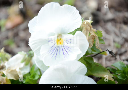 Une fleur blanche avec des nervures violettes et un centre jaune. Banque D'Images