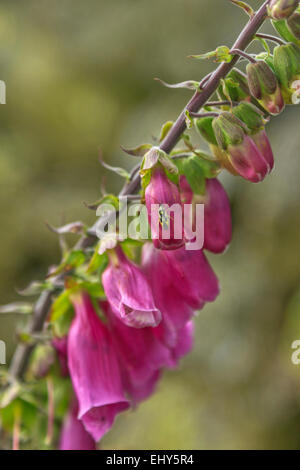 Close-up de la digitale pourpre Digitalis purpurea ou, bien connu en tant que la source originale de la médecine cardiaque digitaliques digoxine ( ) Banque D'Images