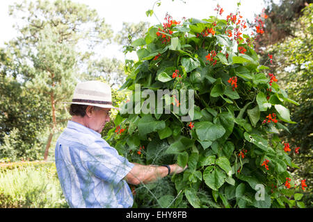 Haricots en fleur, Bournemouth, Dorset County, au Royaume-Uni, en Europe Banque D'Images