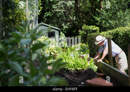 Senior man working in garden, Bournemouth, Dorset County, au Royaume-Uni, en Europe Banque D'Images