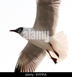 Flying seagull isolé sur fond blanc Banque D'Images