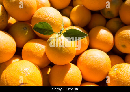 Les oranges de Valence Banque D'Images