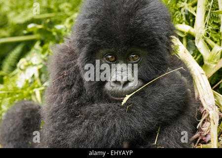 Bébé gorille de montagne, Pavillon Sabyinyo Groupe, Rwanda Banque D'Images