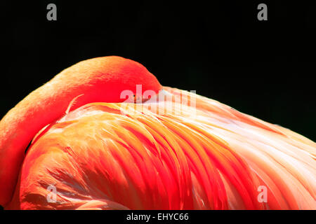 Flamingo, au repos (phoenicopterus sp) Banque D'Images