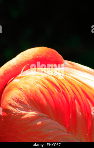 Flamingo (phoenicopterus sp), Banque D'Images