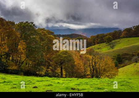 La couleur en automne et collines dans la région de Moses Cone Park, sur le Blue Ridge Parkway en Caroline du Nord. Banque D'Images