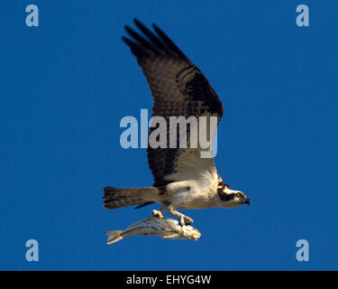 Osprey serrant proie en vol Banque D'Images