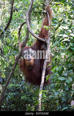 L'orang-outan adultes suspendues à des arbres dans la jungle Banque D'Images