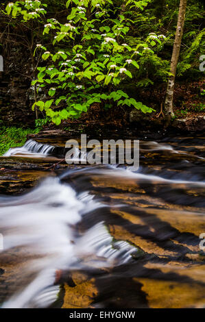 Cuisine en cascades Creek et une branche de cornouiller à faible hauteur à Ricketts Glen State Park, New York. Banque D'Images