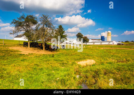 Grange et vaches dans une ferme en milieu rural dans le comté de York, Pennsylvanie. Banque D'Images