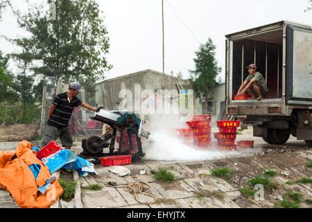 Un commerce de poissons occupé tôt le matin près de Hoi An, Vietnam. Un travailleur fait des flocons de glace. Banque D'Images