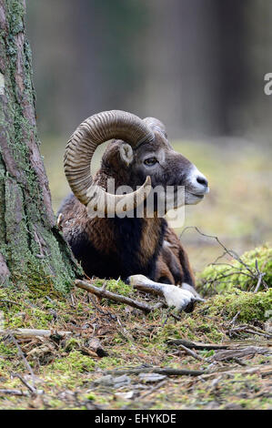 Mufflon, animal, ram, Le Bélier, ram, montagne, Ovis ammon musimon, manteau d'hiver, jeu, les antilopes, des cornes de chèvre, automne, Allemagne Banque D'Images