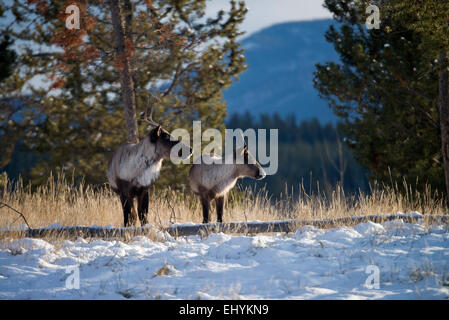 Bois de caribou, caribou, animal, hiver, Canada, Rangifer tarandus caribou, du Yukon, de la faune, préserver, Banque D'Images