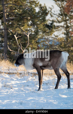 Bois de caribou, caribou, animal, hiver, Canada, Rangifer tarandus caribou, du Yukon, de la faune, préserver, Banque D'Images