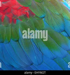 Belles plumes des oiseaux, les plumes de l'Ara Sarcelles d motif de fond Banque D'Images