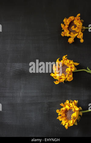 Trois tournesols dans une rangée, fond noir Banque D'Images