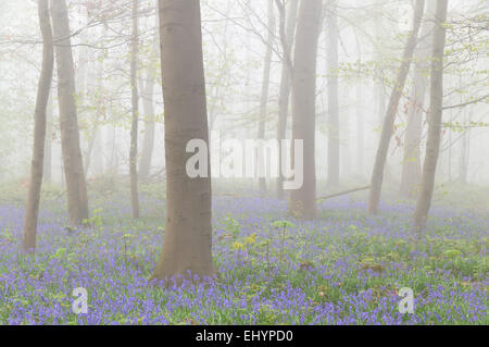 Forêt de feuillus brumeux avec Atlantic bluebells (Hyacinthoides non-scripta), Allemagne Banque D'Images