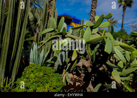 Le jardin Majorelle, Marrakech, Marrakech, Maroc, Afrique du Nord Banque D'Images