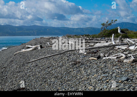 L'île de Kapiti, vue en direction de la côte ouest du continent de l'Île du Nord, Nouvelle-Zélande Banque D'Images