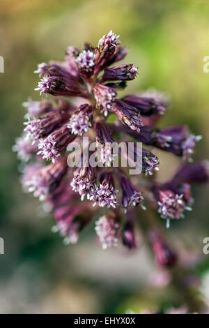 Butterbur Petasites hybridus, fleurs de plantes de jardin Banque D'Images