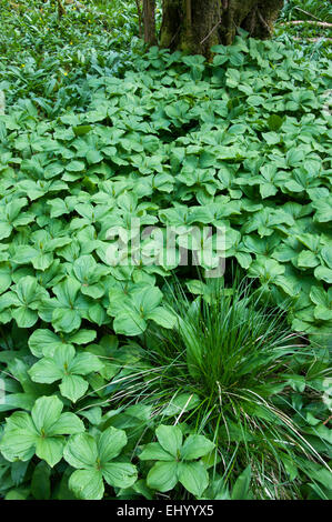 Monks Dale dans le Peak District, Derbyshire. Paris quadrifolia Herb (Paris) grandit bien dans les bois. Banque D'Images