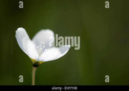 L'oxalide Oxalis Acetosela () en étroite jusqu'à la lumière du soleil faire de la bougie de pétales blancs. Banque D'Images