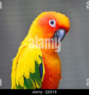 Jaune soleil colorés perroquet, Conure Aratinga solstitialis) (profil, portrait Banque D'Images