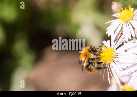 Carde commun abeille sur une fleur aster. Banque D'Images