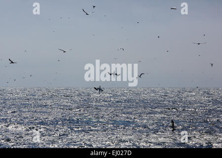 Bassan, vol, aile, Gannett, Grande-Bretagne, ciel, côte, mer, masse, Morus bassanus, nourriture, fou de Bassan, plonger, animal, oiseau, Banque D'Images