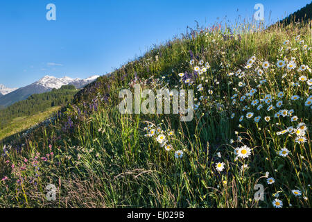 Ardez, Suisse, Europe, canton, Grisons, Grisons, Engadine, Unterengadin, Engadine, Basse-engadine, pré, mountain pastur Banque D'Images