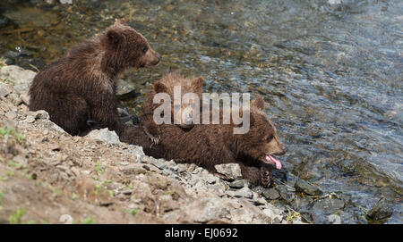 Ours brun d'oursons en attente de sa maman par le rivage de Brooks River, Katmai National Park, Alaska, États-Unis d'Amérique. Banque D'Images