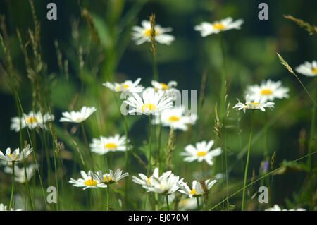 La Suisse, l'Europe, Bâle-Campagne, Jura, pré des fleurs, pelouses sèches, marguerite, Leucanthemum vulgare, herbe Banque D'Images