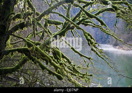 La Suisse, l'Europe, Jura, Doubs, rivière, écoulement, le Theusseret, Goumois, Clos du Doubs, Moss, arbre, branches, nœuds, branches, wint Banque D'Images