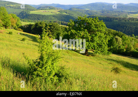 La Suisse, l'Europe, Bâle-Campagne, Jura, Laufental, bleu, Laufen, pâturage, saule, pré, les prairies sèches, l'été, l'arbre, le chêne, spr Banque D'Images