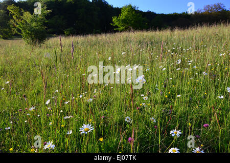 La Suisse, l'Europe, Bâle-Campagne, Jura, pré des fleurs, pelouses sèches, marguerite, Leucanthemum vulgare, herbe Banque D'Images