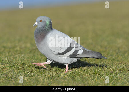 Pigeon ou le pigeon biset - Columba livia Banque D'Images