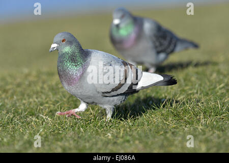 Pigeon ou le pigeon biset - Columba livia Banque D'Images