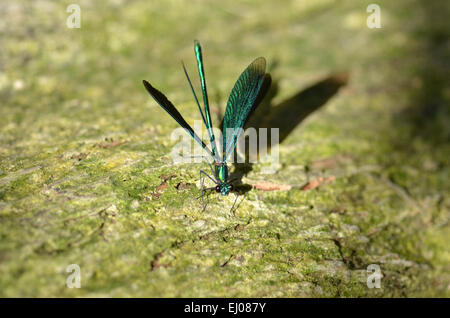 La Suisse, l'Europe, Jura, demoiselle, libellule, Calopteryx splendens Banque D'Images