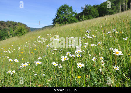 La Suisse, l'Europe, Bâle-Campagne, Jura, pré des fleurs, pelouses sèches, marguerite, Leucanthemum vulgare, herbe Banque D'Images