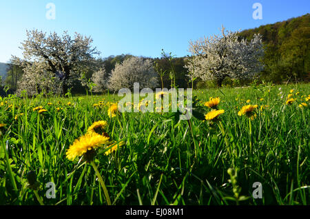 La Suisse, l'Europe, Bâle-Campagne, Jura, Laufental, bleu, Laufen, pâturage, saule, pré, herbe, printemps, pissenlit, Taraxacum, Banque D'Images