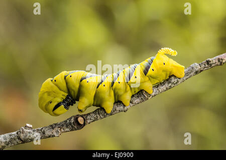 Papillon, animal, insecte, Papillon, Hawk-Moth, Suisse, Caterpillar, tête de mort Acherontia atropos, Hawk moth, Sphingidae, Yel Banque D'Images