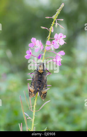 Papillon, animal, insecte, Papillon, Hawk-Moth, Suisse, Caterpillar, tête de mort Acherontia atropos, Hawk moth, Sphingidae, Yel Banque D'Images