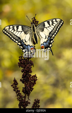 Papillon, animaux, insectes, lépidoptères, Ancien Monde, swallowtail Papilio machaon machaon Papilionidae,,, Suisse, Nature Banque D'Images