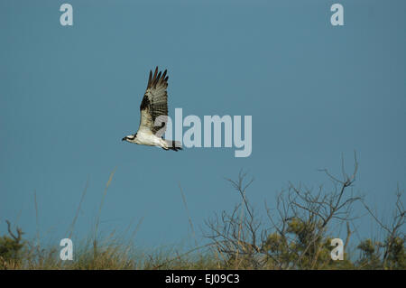 Floride, USA, le balbuzard pêcheur, le balbuzard, Pandion haliaetus, oiseau Banque D'Images