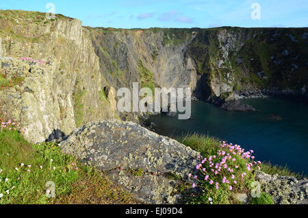 Pays de Galles, Grande-Bretagne, côte, Pembrokeshire, parc national, Chemin de Pembrokeshire Coast, Atlantique, Fouquet, falaise, fleurs, printemps, se Banque D'Images