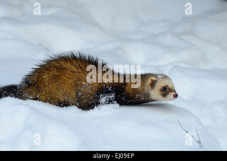 Furet, animal, Allemagne, Europe, mustélidés, le putois d'Europe, putois, des animaux, de l'Allemagne, l'Europe, prédateur, prédateur nocturne, Banque D'Images